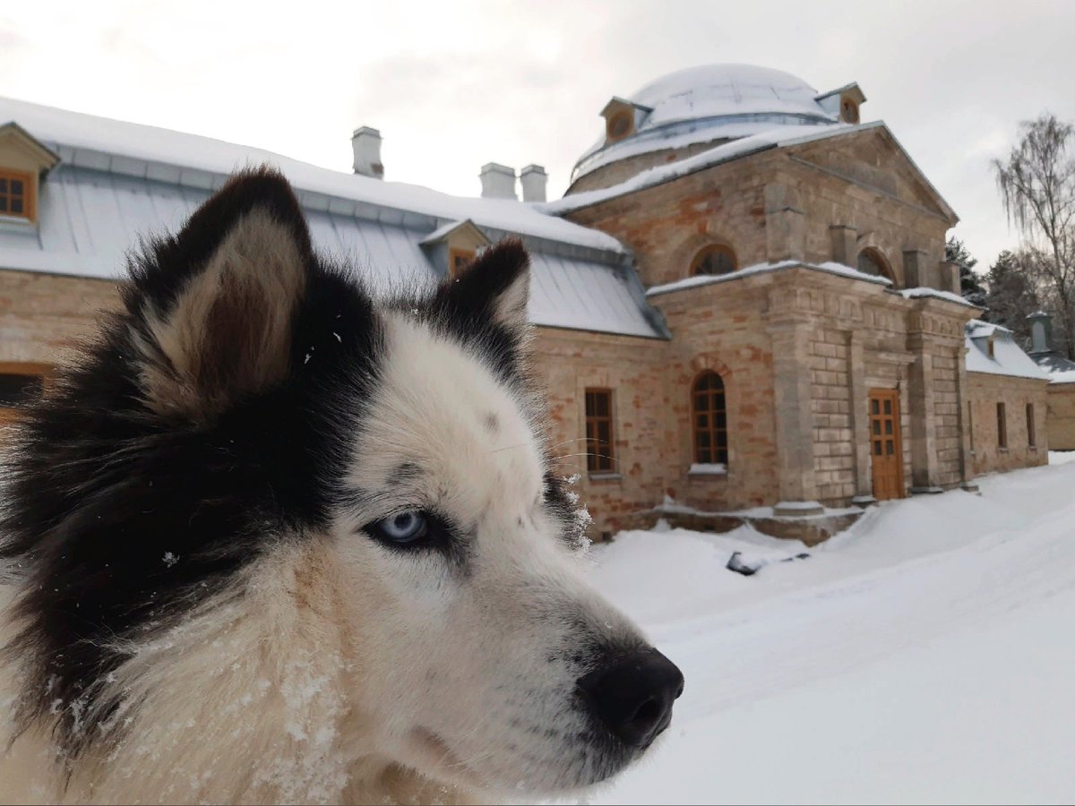 🐾 Фотоотчет с Дворцовой фермы! Как видите, все обитатели пребывают в добром здравии, только гуси немного агрессивны. Передавали, что ждут 1 мая, когда ферма снова откроется для посетителей.
📷 Фотографии Александра Митенева.
#хочувгатчину