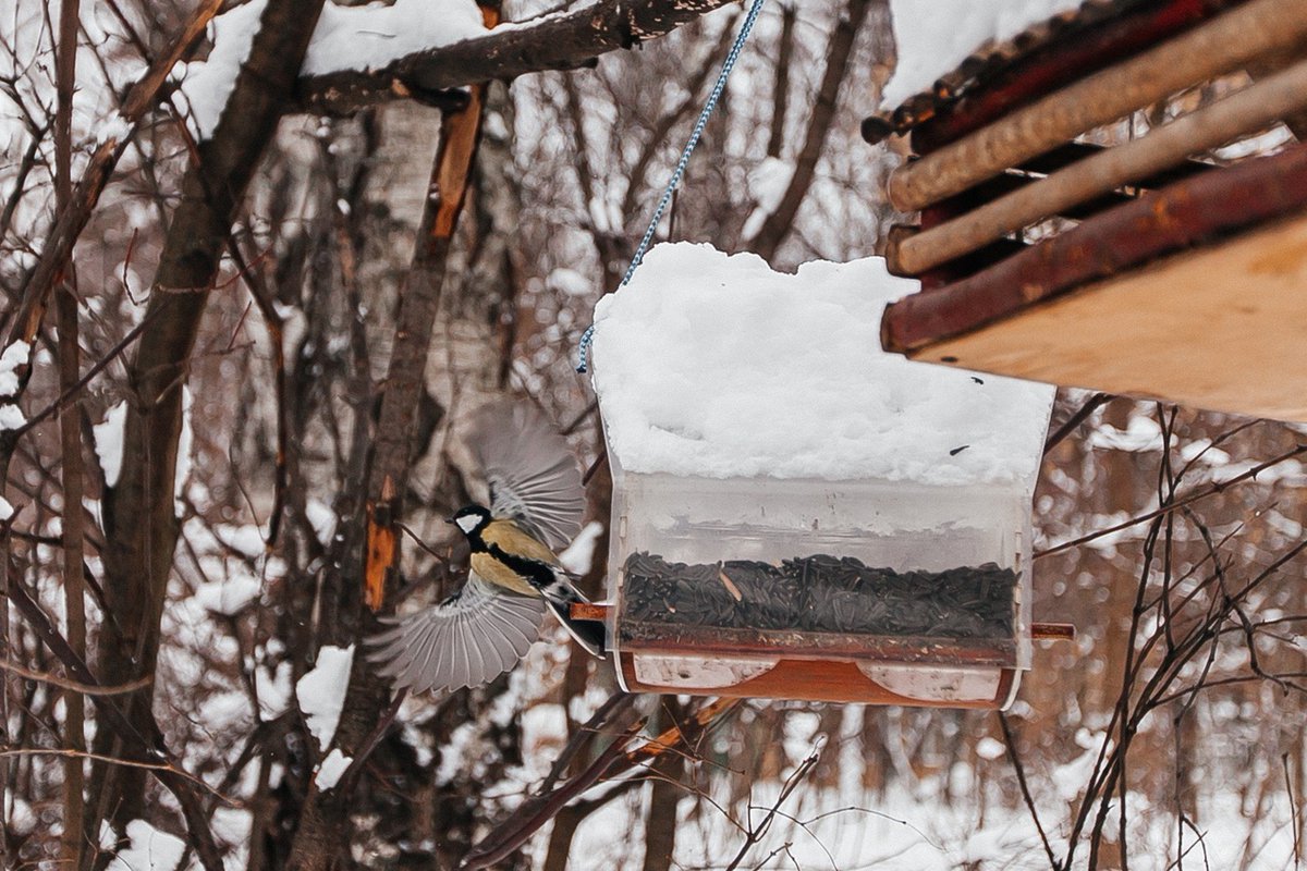 Причина прийти в парк №47
Его обитатели 🐦