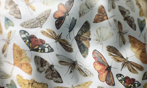 Spell Songs, from The Lost Words tweet media