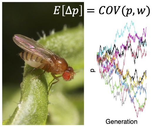 3yr NERC post-doc with me, @DarrenObbard and @b_longdon on the genetic variation of fitness in Drosophila. The position will develop and implement cutting-edge methods in quantitative and population genetics to analyse large-scale pooled sequencing data: elxw.fa.em3.oraclecloud.com/hcmUI/Candidat…