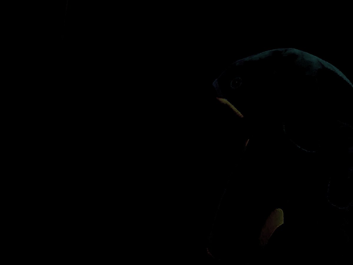 DailyQuaggan's tweet photo. #GuildWars2 #GW2 https://t.co/HsalgicdAh