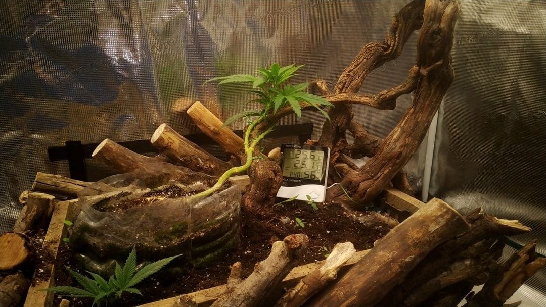 spliffseeds's tweet photo. Moon Walker Kush 🚀"ArtGrow" 5 week from seed. Handmade pot 20L.
📸:zurban_poisonia
🌷:#moonwalkerkush
👨🌾:#spliffseeds
🔦: @official_marshydro SP250
🎪: Mars Hydro GT120X120X200
⛽: GHE @thegrowgrow
🌍:https://t.co/HWa4Bl2Jea https://t.co/b5heHawbxu