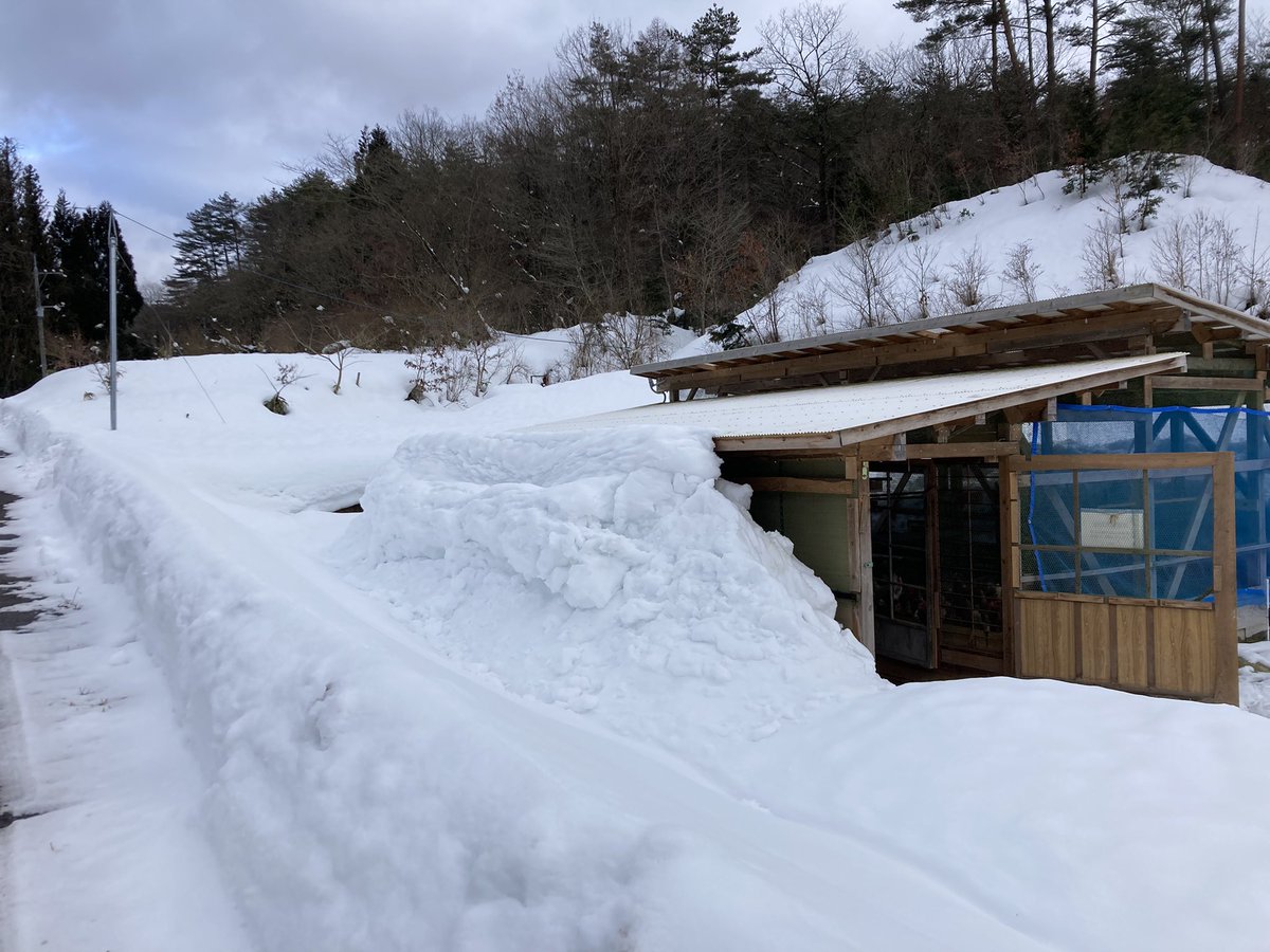 屋根の雪がどんどん溜まっていくー。