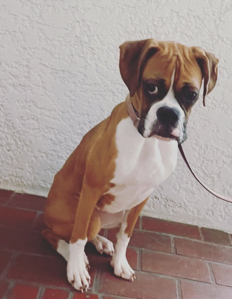 シェリーちゃん去勢手術です🥲
🥺ぴえん顔

#ボクサー犬