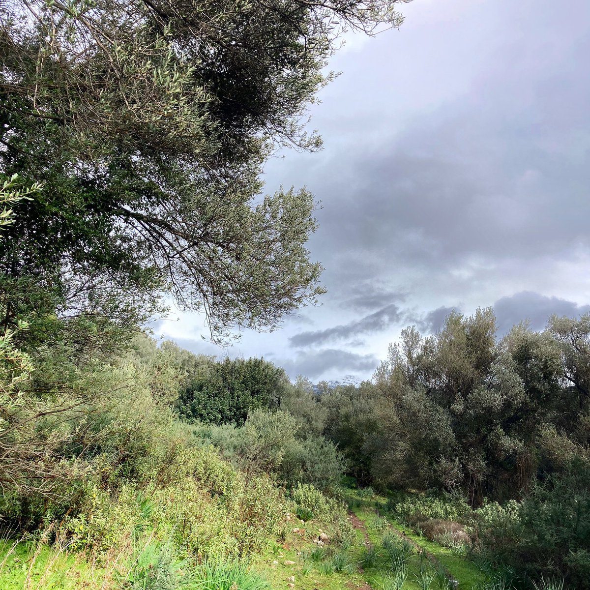 Snow setting on lower mountain ranges.

Would hope to be done by now but too many rain days preventing us from work, &amp; we have been pushed into frosty mornings &amp; the start of the low snows. Not the best for harvesting fruit but every year now a different challenge 

#evoo #crete