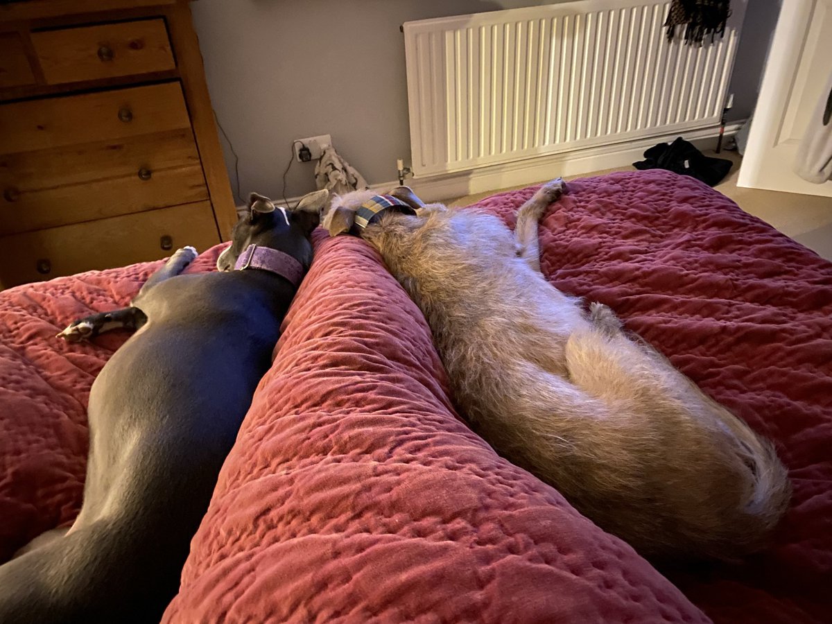 Sarah Johnson tweet media