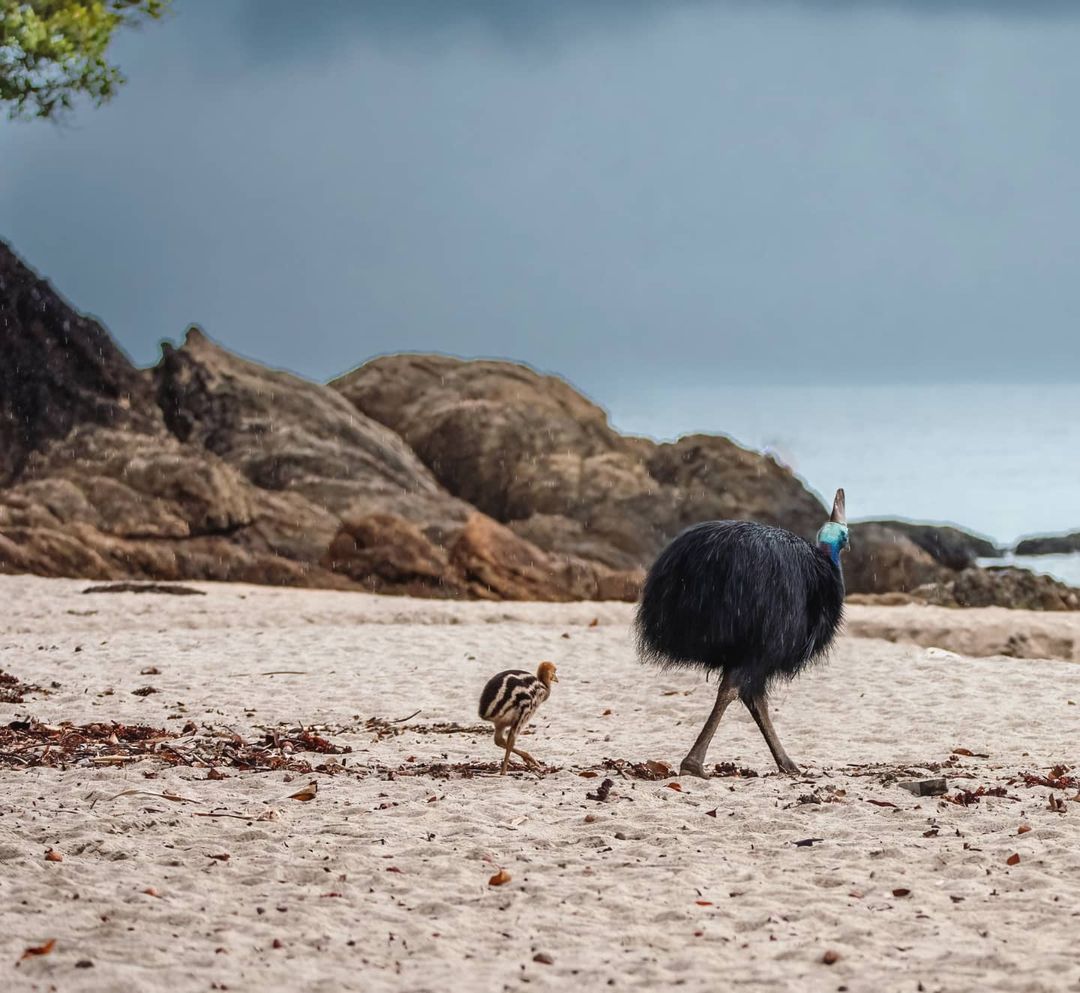 CairnsGBR's tweet photo. And I shall call him mini meโฆ ๐ฆ๐ฆ This father and son duo were spotted wandering along the beach at #EttyBay soaking up the sea airย ๐ฟ๐คฉย โRemember always be cass-o-wary around these big birds and admire from afar โ ๏ธ
โ
๐ธย IG/sciencemaiden #explorecairnsGBR #exploreTNQ https://t.co/h2JnFkB0wI
