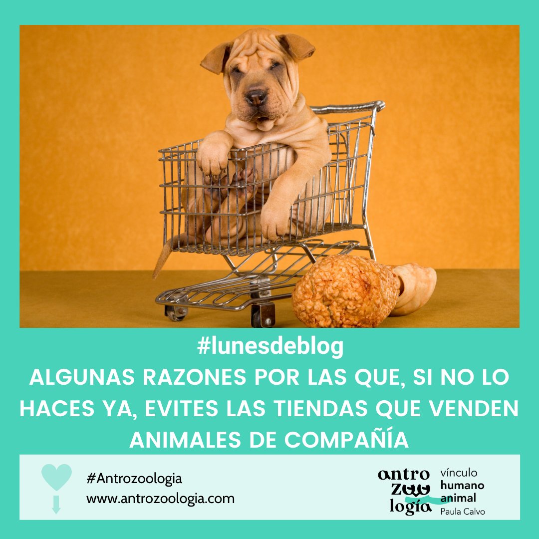 Dra_Paula_Calvo's tweet photo. Hoy en #lunesdeblog hablo de las consecuencias que conlleva la compra de animales de compañía en tiendas especializadas y sobre un estudio que ha encontrado relación entre una infección bacteriana y los cachorros que llegan y se venden en las tiendas.  

https://t.co/v5qTBycAj8 https://t.co/wMhcrsfD7A