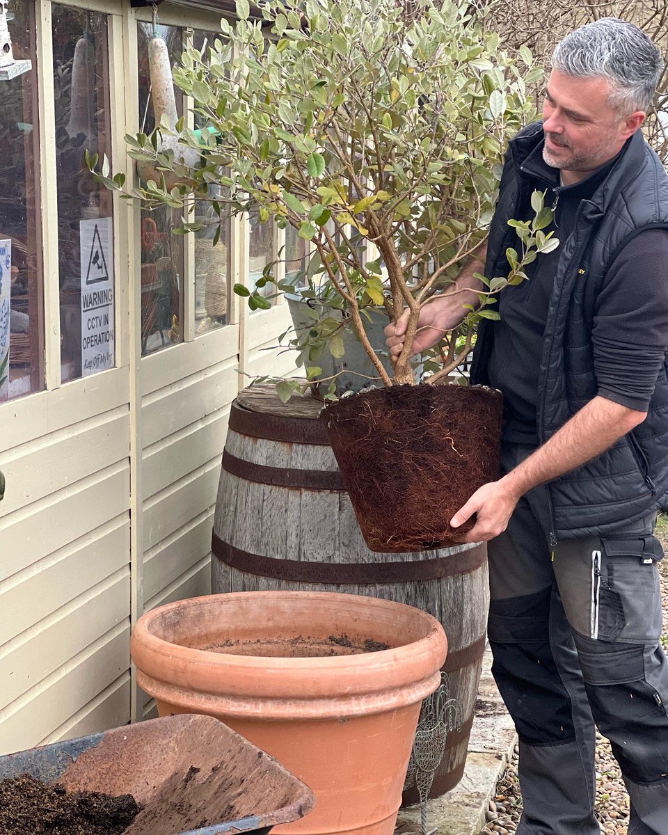 RobsAllotment photo