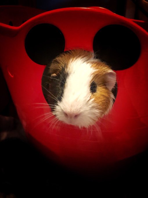 Twitterのコスプレ画像2