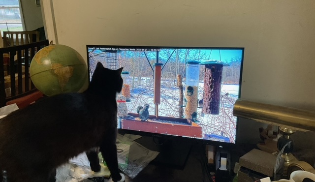InnocnOfficial's tweet photo. Have you ever had a cat that seems to like watching TV?
#innocnmonitor #27C1U #pcmonitor #artmonitor https://t.co/UdJEF4WLrs
