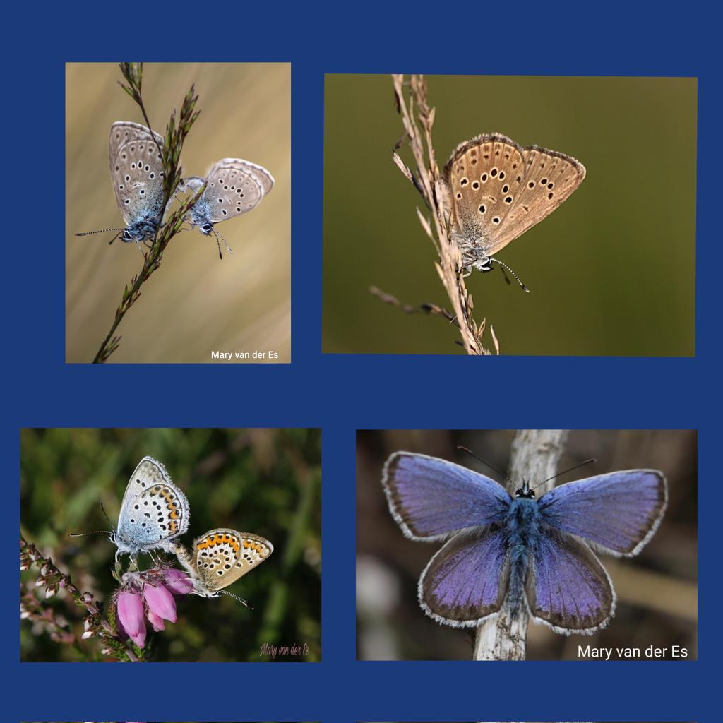 maryvanderes's tweet photo. Dag 24/31 van #januarivlindermaand
Het zeldzame #Gentiaanblauwtje #Phengaris_alcon #Alcon_Blue
en het #Heideblauwtje #Plebejus_argus #Silver_studded_Blue.
@NathalieNatuur https://t.co/1UeT8filZa