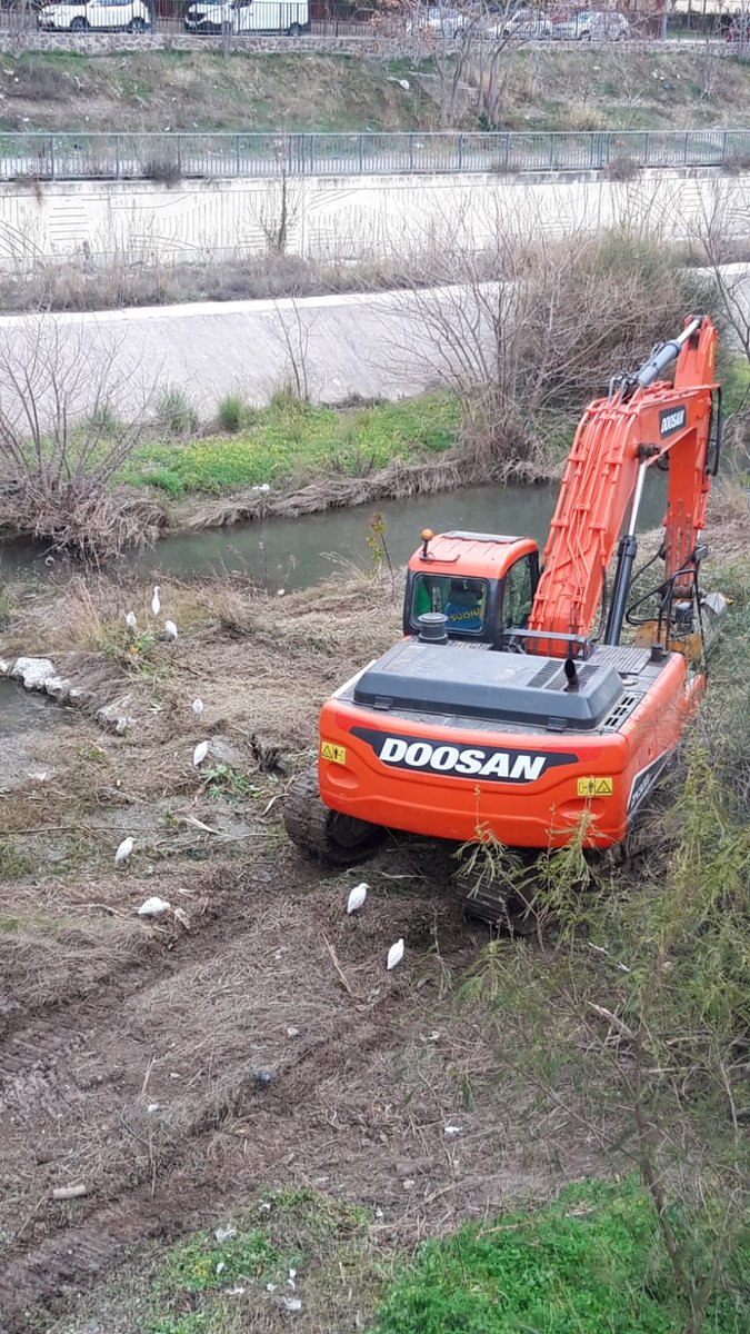 oremosmalaga's tweet photo. Se ve que @malaga no es ni sostenible ni ecológica y @AndaluciaJunta menos. Entrar a saco con la máquina sin tener en cuenta las especies a las que "has permitido" vivir allí por pura desidia y pasar de todo solo provoca un daño ecológico del que nadie hablará. #malaga #verguenza https://t.co/OepXBoX0Gv