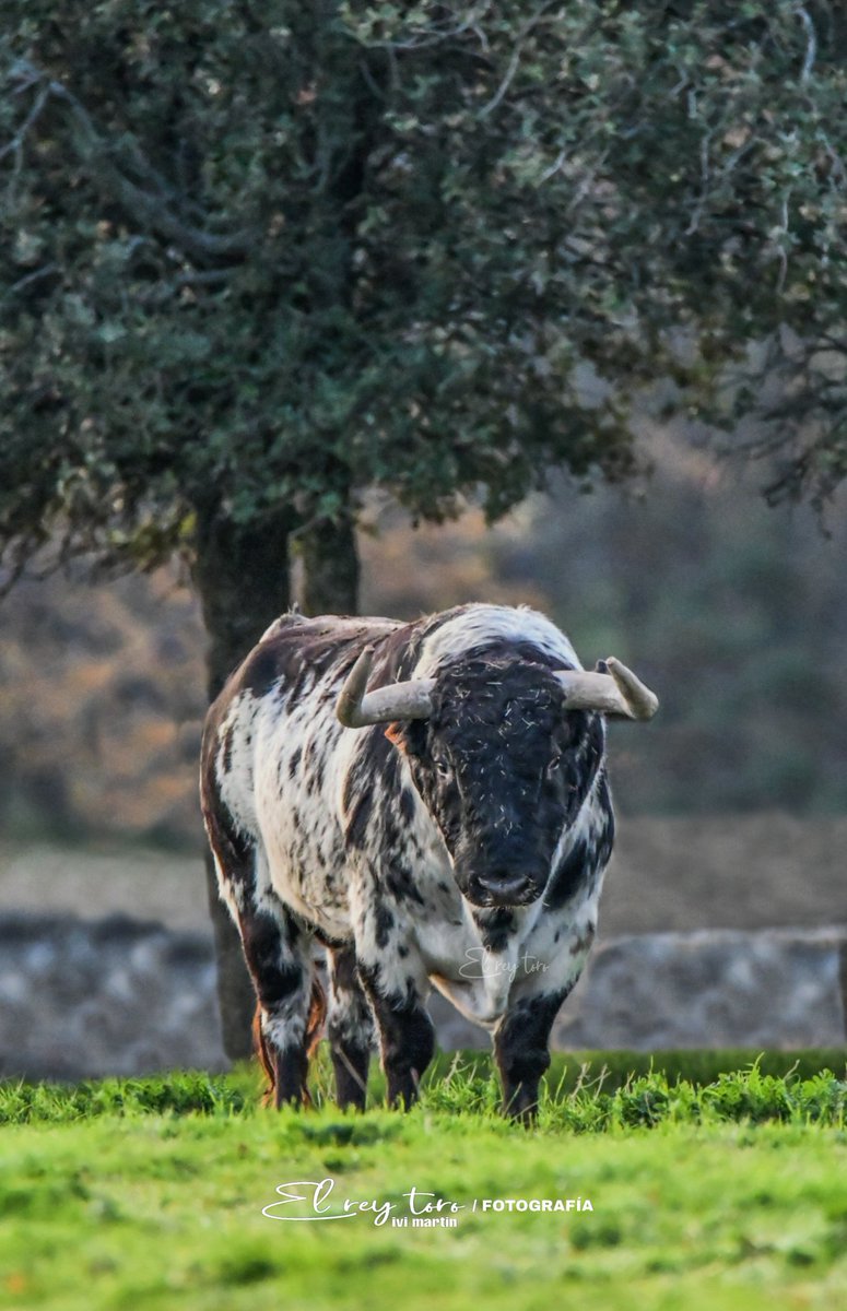 El Rey Toro tweet media