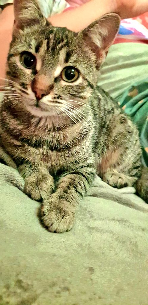 ArtCatsNFT's tweet photo. Sow us your pet ♥️

#cats #artcats #CatsOfTwitter #catsofinstagram https://t.co/yj8wEkE1f8