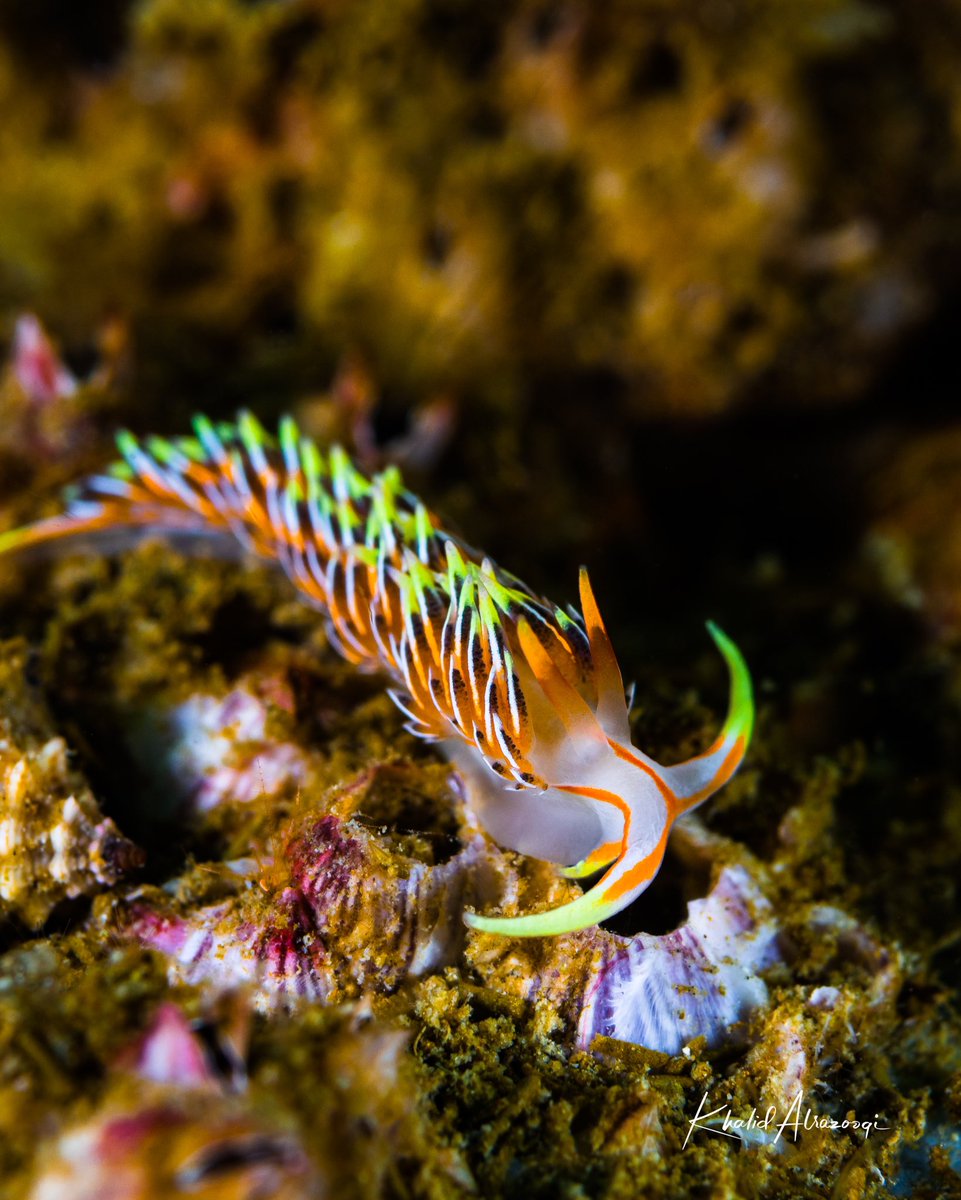 KhalidAlrazooqi's tweet photo. Phidiana militaris Nudibranch
📍Fujairah UAE
#nudibranch #seaslug #uae #fujairah #canon #nauticam #nature #macrophotography #limaceous #natgeo #underwaterphotography #padi #diving #underthesea #undersea #Scubadiverlifestyle #underwatershots #underwaterumages #underwater_world https://t.co/bKvKPEBKb4