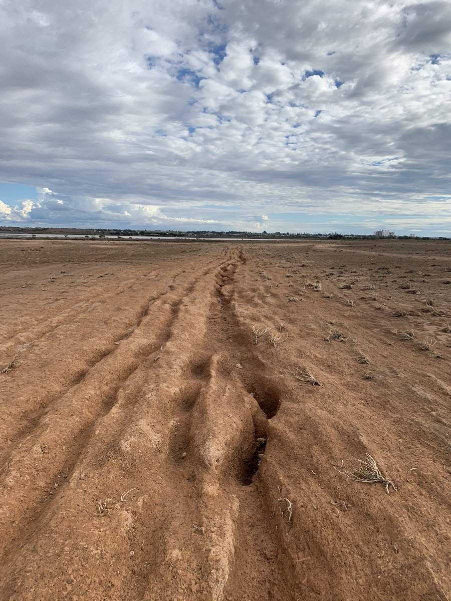 Stephen Paddick tweet media