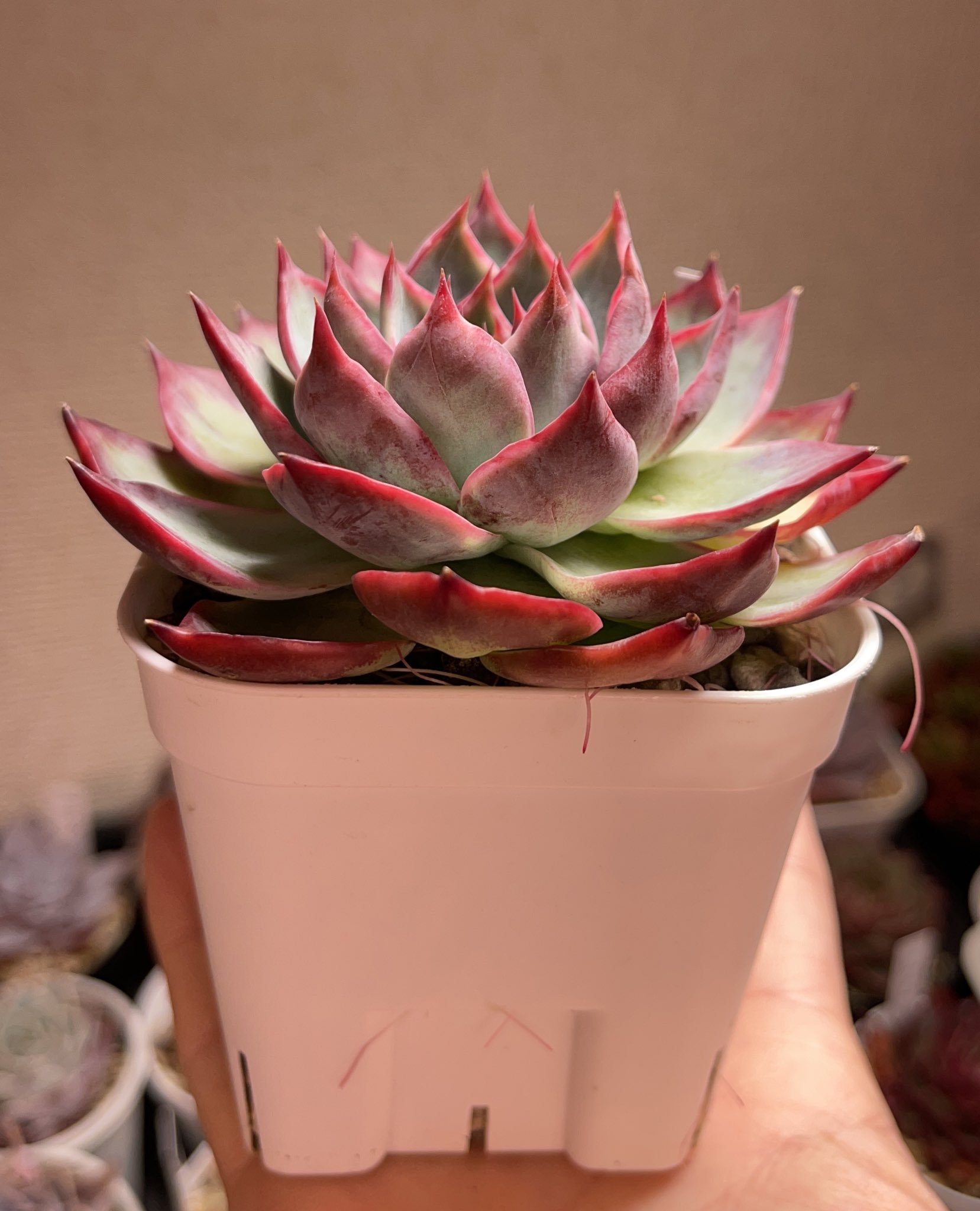 Shint Wear Succulent タニパトでいつも目に留まるこの子 カシオ赤錦の名前でお迎えしたんだけれど カシオやカシオスなど何が正式名なのか分からぬ ゼリーカシオやジェリーカシオという名で出回ってる子とはまた別物 22 01 24 21 10 30