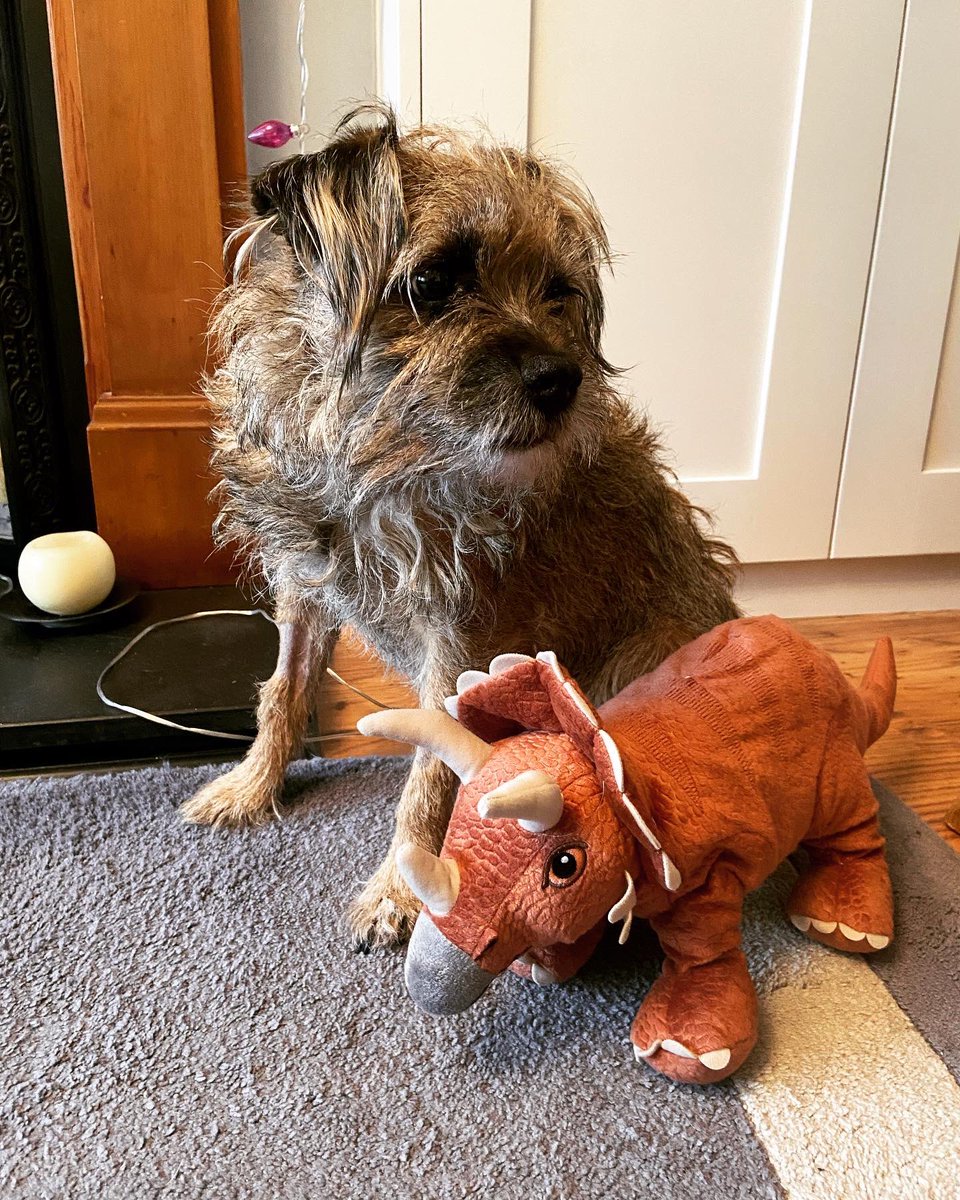 RonnieRubyElsa's tweet image. Pleased to have little Ronnie home after 2 nights at the vets on an IV. He was a very poorly boy but he’s on the mend thankfully 🤞🏼♥️