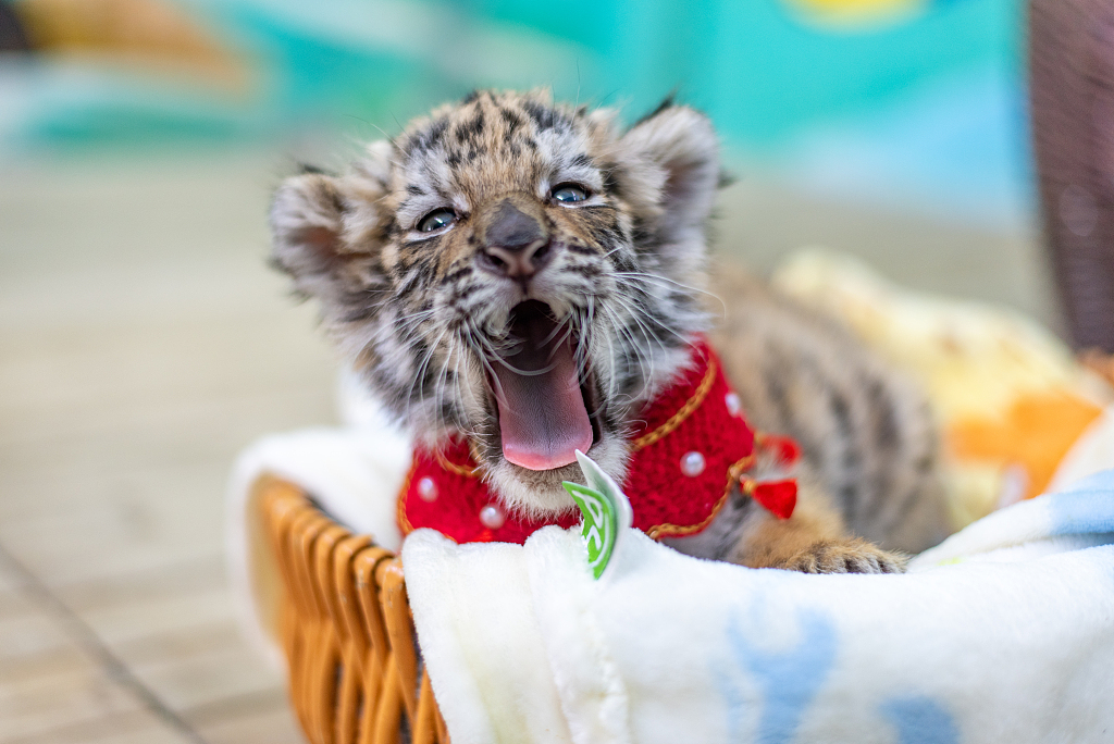 ChinaDaily's tweet photo. #OneMoment With the Year of the Tiger around the corner, a newborn tiger cub in Changzhou, Jiangsu gets some unique New Year attire. https://t.co/RnTedplAil