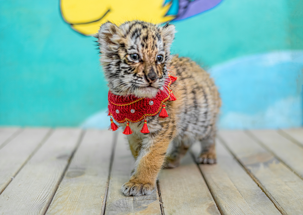 ChinaDaily's tweet photo. #OneMoment With the Year of the Tiger around the corner, a newborn tiger cub in Changzhou, Jiangsu gets some unique New Year attire. https://t.co/RnTedplAil
