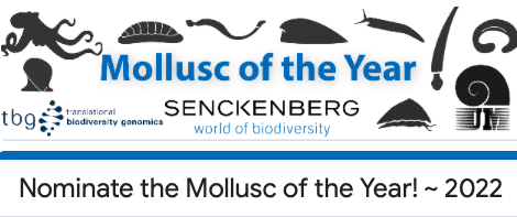 LOEWE_TBG's tweet photo. Remember #molluscoftheyear 2021?😍🐌🐙🦑🦪
Together with @senckenberg @malacologica we're launching #molluscoftheyear 2022!

Nominate your favourite #mollusc for free #genome #sequencing! Any living species of mollusc, anywhere in 🌍 is eligible!
👉https://t.co/QwXzvvolOd
Pls RT! https://t.co/WAwlcR7dyU