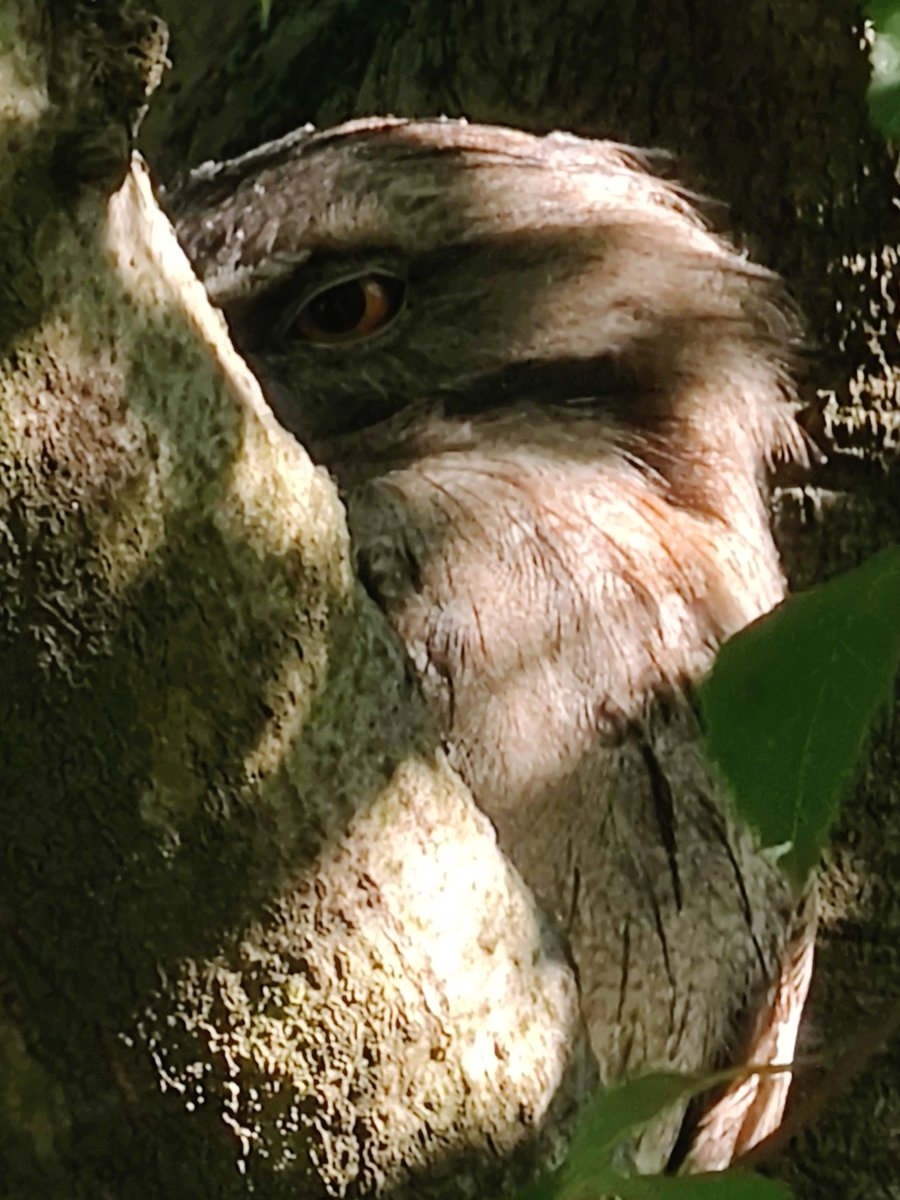 VintageBauer's tweet photo. I have the Tawny fever.
#TawnyFrogmouth
#AussieBackyard https://t.co/Mwo4lNAoSo