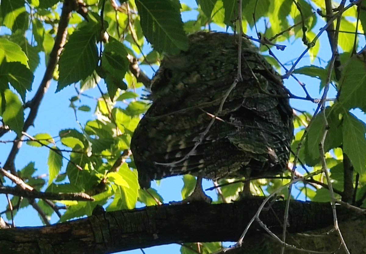 VintageBauer's tweet photo. I have the Tawny fever.
#TawnyFrogmouth
#AussieBackyard https://t.co/Mwo4lNAoSo