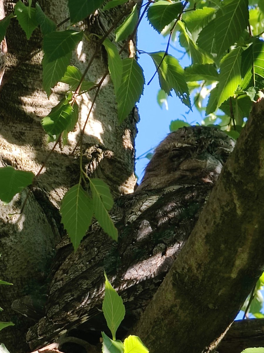 VintageBauer's tweet photo. I have the Tawny fever.
#TawnyFrogmouth
#AussieBackyard https://t.co/Mwo4lNAoSo