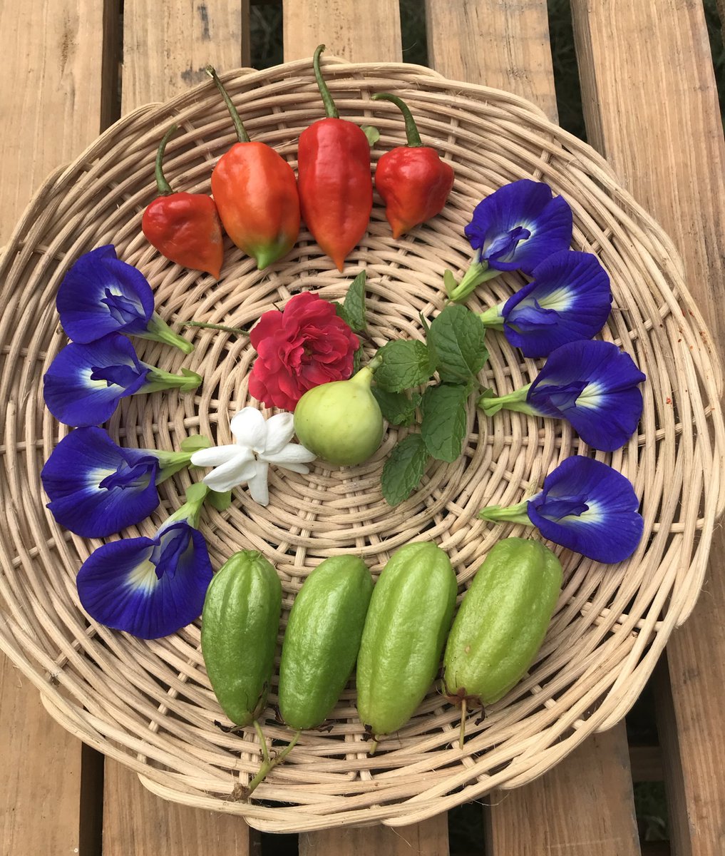 wanti_one's tweet photo. Hasil panenan sedikit tapi jadi cantiik pas dikumpulin gini’ tinnya baru belajar berbuah masih satu 😄 #acehberkebun https://t.co/MFFW3YWbjt