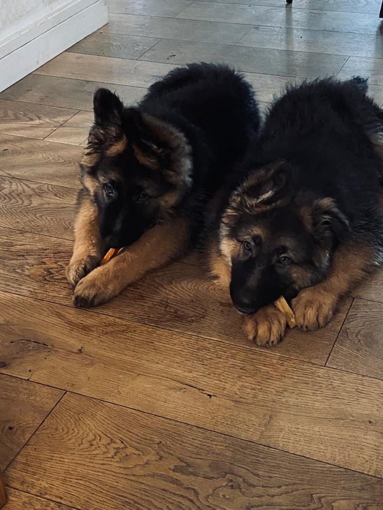 That Monday morning feeling #GermanShepherd #dogs