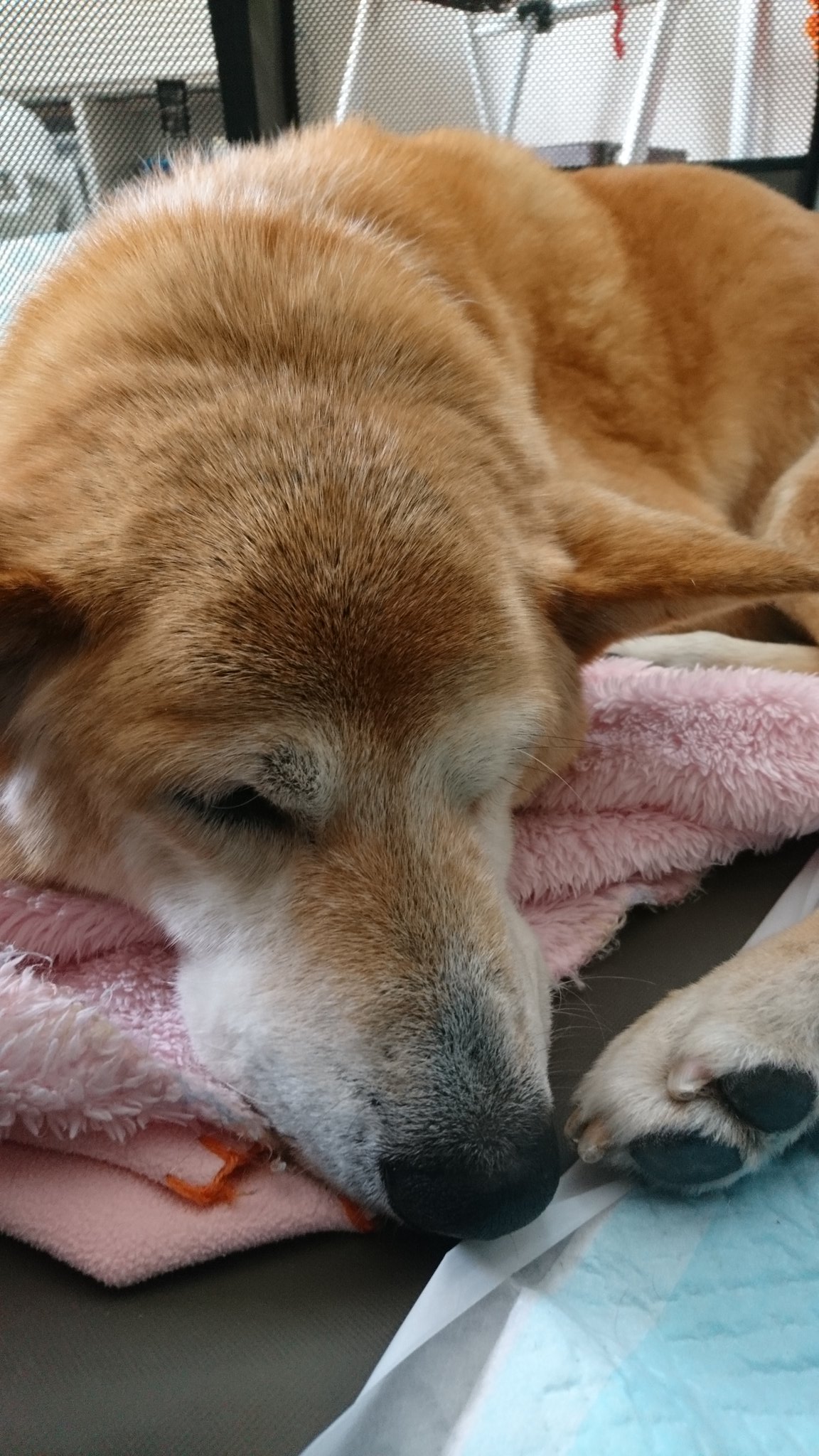 さっきまで仕事してた Prm1121 Twitter