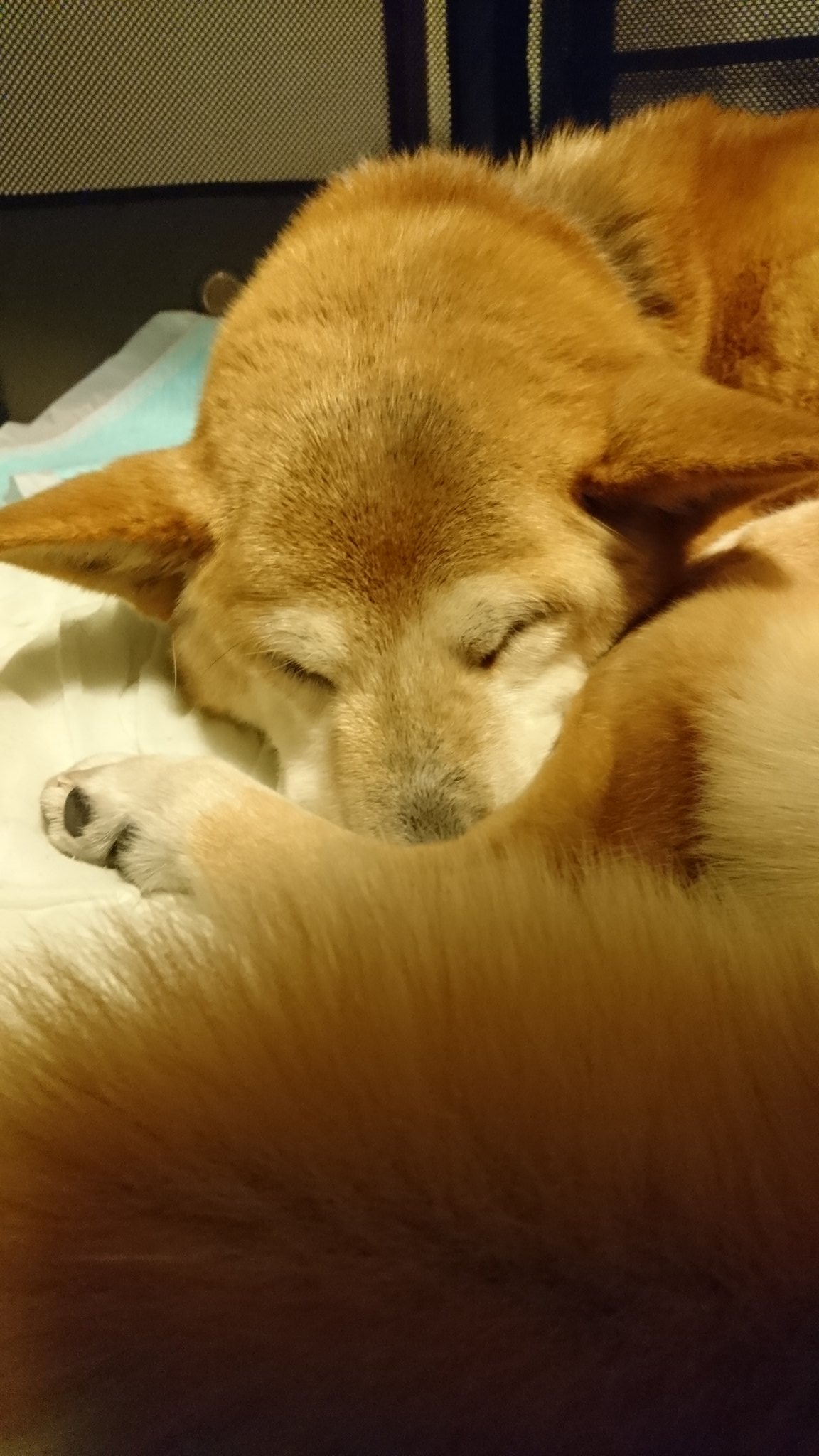 さっきまで仕事してた Prm1121 Twitter