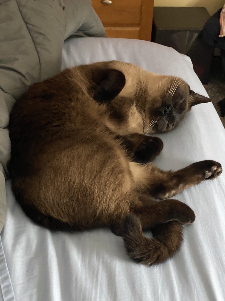 jawfreelok's tweet photo. Even the worst mornings are made better by this little guy. #ThanksApollo https://t.co/5SKRIM0ZEG