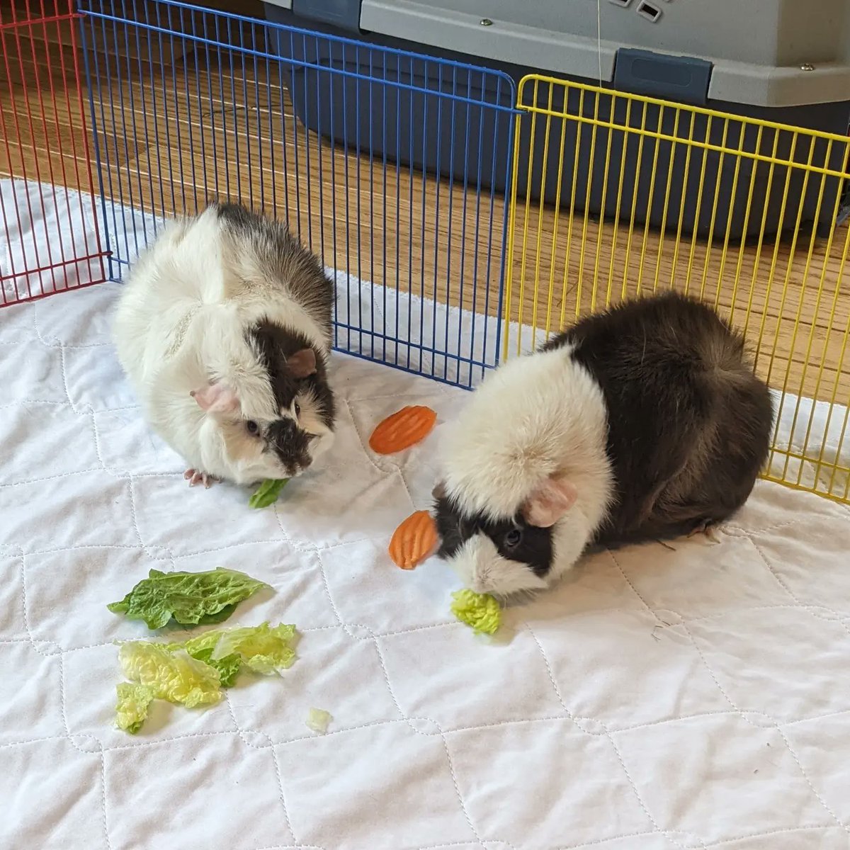thegayneapigs's tweet photo. Topaz has been adopted! He went home from the @MetroGPR meet yesterday with his new girlfriend Coco. 💟 We're going to miss this lil fluffball! #MGPR #AdoptDontShop https://t.co/IwhKHvH9FY