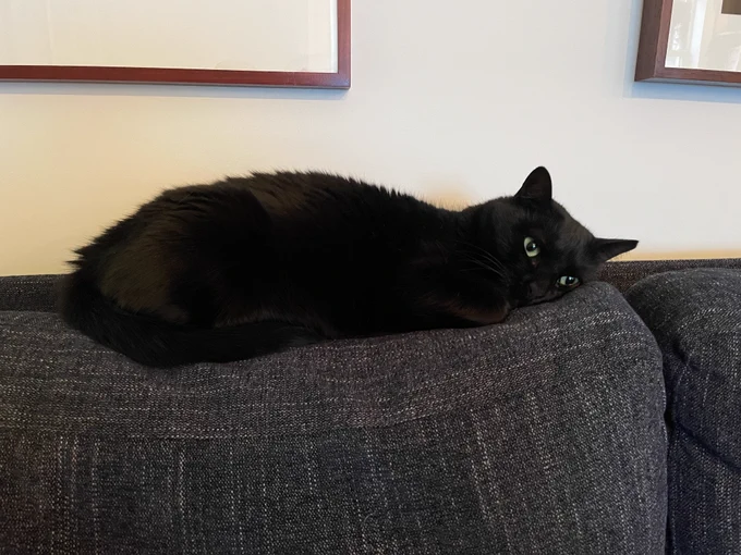 晩御飯を待ちわびる猫 