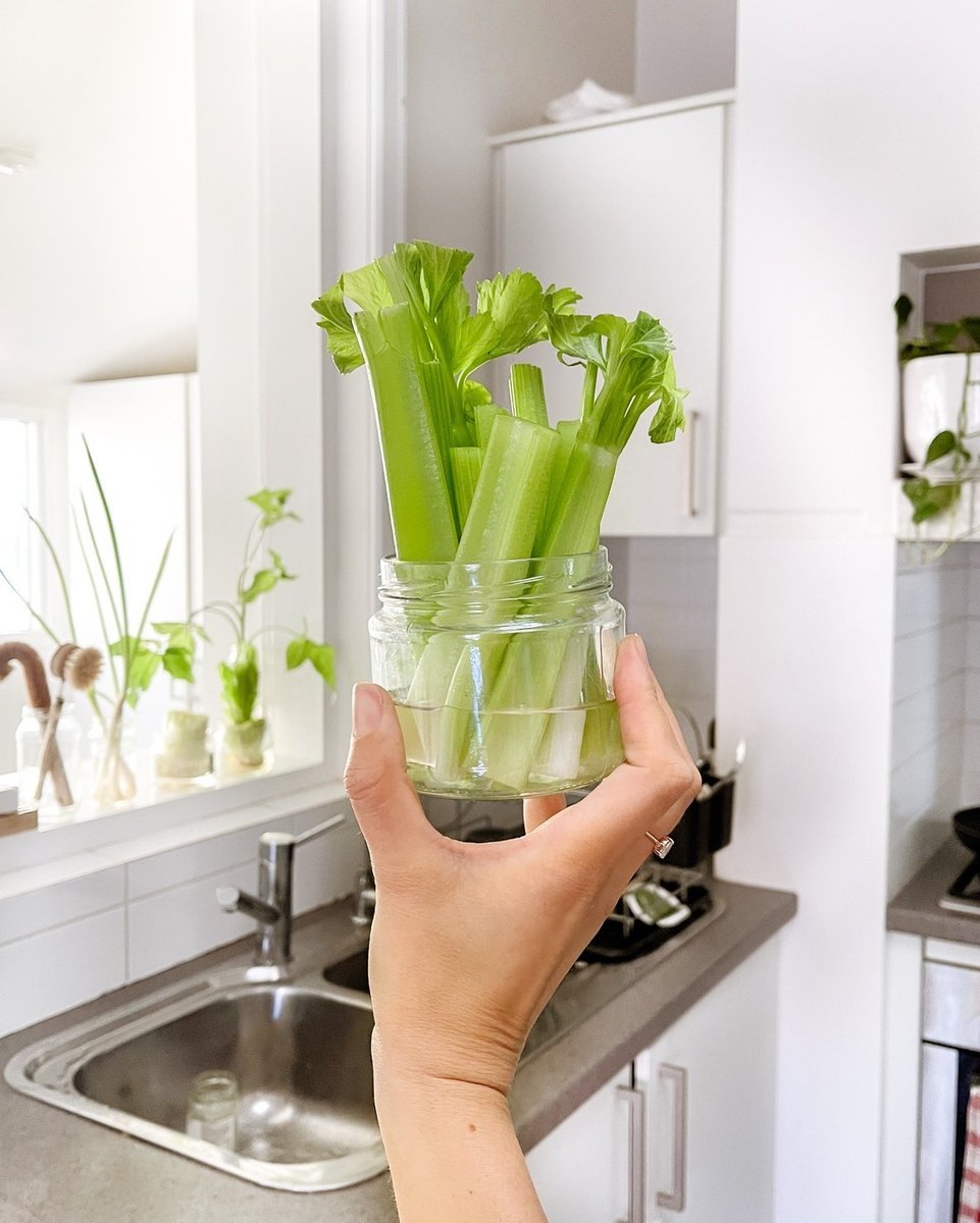 TreeClicks's tweet image. How many of you regrow your veggies? 🌱⁠
⁠
This is such a simple and fun thing to do! All you do to regrow these beauties is cut them down to about two centimeters above the end, put them in water and watch them grow back! treeclicks.com

Picture by @zerowastecartel