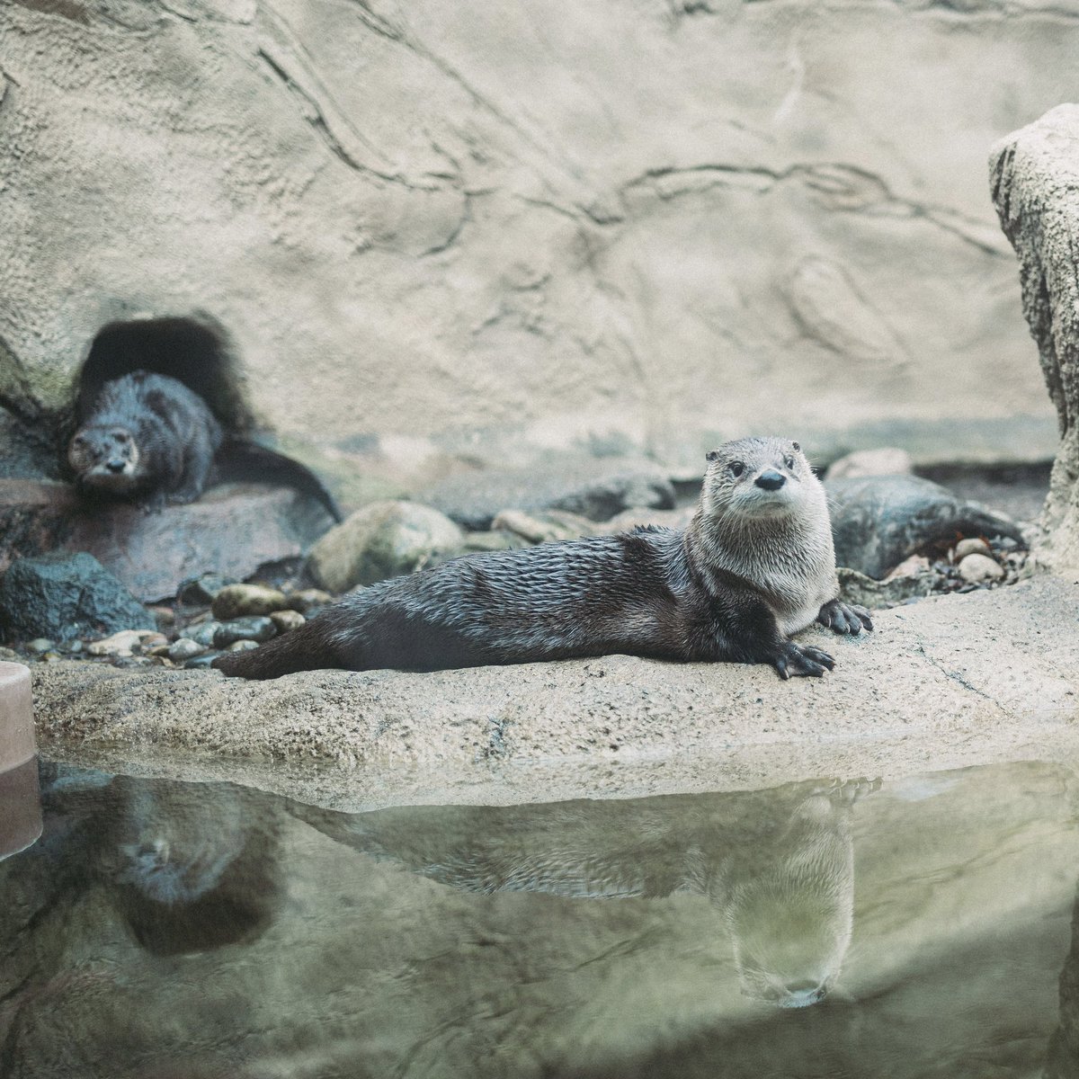 Why did the otter cross the River? 

📍- Detroit Zoo 

📆 - December 31st, 2021