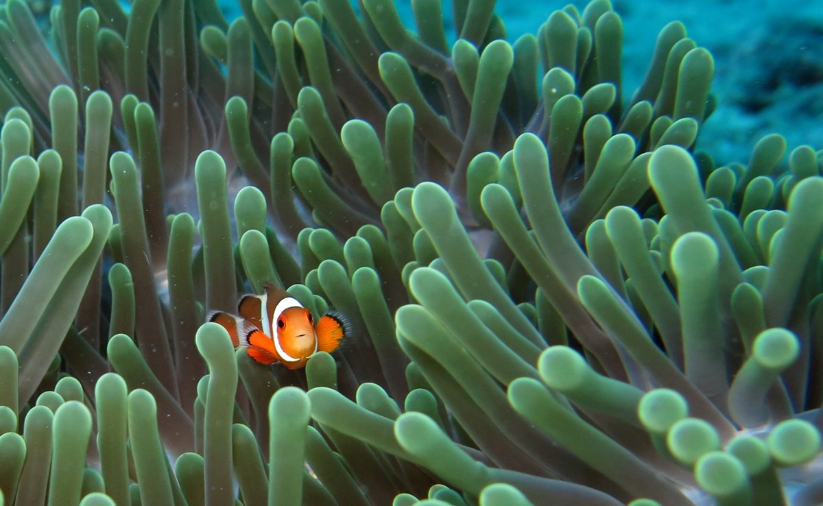datamermaid's tweet photo. Today's #SpeciesSpotlight focuses on clownfish!
Did you know: Clownfish have symbiotic relationship with anemone.
Anemone protect clownfish from predators, whereas the anemone's prey is lured in by the clownfish's bright colors.
#ReefFacts https://t.co/jFBKkW16lp