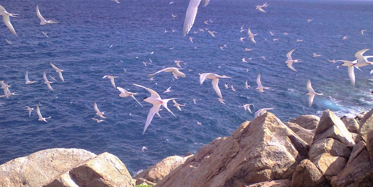 Waterbirds Journal (@waterbirdsjourn) on Twitter photo Sending out our messengers to spread the news--we're announcing the launch of the new twitter account for Waterbirds: The International Journal of Waterbird Biology from <a href="/WaterbirdSociet/">Waterbird Society</a> ! Watch this space for the latest & greatest in waterbirds research, & please follow & RT! 🙏 Sending out our messengers to spread the news--we're announcing the launch of the new twitter account for Waterbirds: The International Journal of Waterbird Biology from <a href="/WaterbirdSociet/">Waterbird Society</a> ! Watch this space for the latest & greatest in waterbirds research, & please follow & RT! 🙏