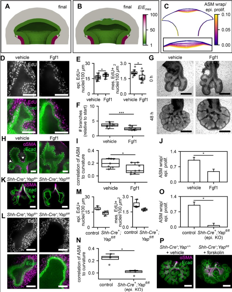 Development (@dev_journal) on Twitter photo Retinoic acid signalling works well under pressure
A Research Highlight showcasing new work from Jacob Jaslove <a href="/jmjaslove/">Jacob Jaslove</a>, Celeste Nelson <a href="/celestemnelson/">Tissue Morphodynamics Group</a> and colleagues.
journals.biologists.com/dev/article/14… Retinoic acid signalling works well under pressure
A Research Highlight showcasing new work from Jacob Jaslove <a href="/jmjaslove/">Jacob Jaslove</a>, Celeste Nelson <a href="/celestemnelson/">Tissue Morphodynamics Group</a> and colleagues.
journals.biologists.com/dev/article/14…
