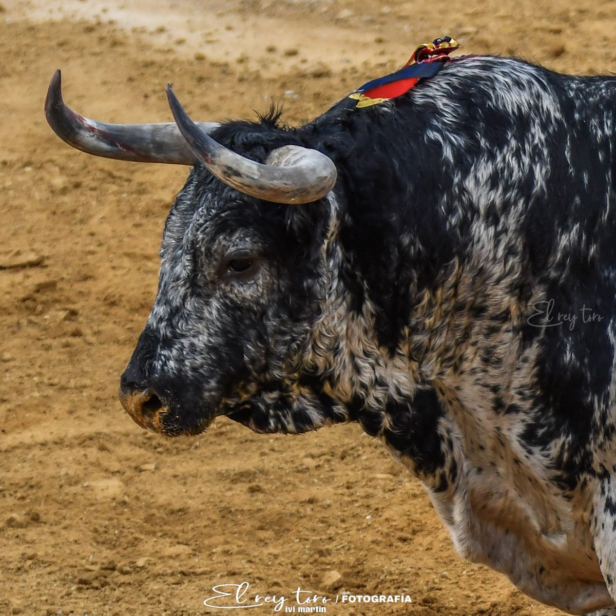 El Rey Toro tweet media