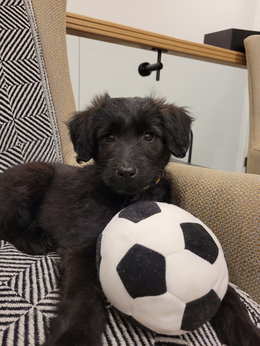 kirstenmercer's tweet photo. So... 2022 was not off to the *best* start at our place so @MattMendel & I decided to hit the RESET button in a big way!
The kids (& Matthew) are overjoyed.
I confess to also being quite smitten.
Welcome to the family, Jake!
#somuchpee
#somuchcuteness
#Imsurethekidswillhelp https://t.co/4rQtS5bhU9
