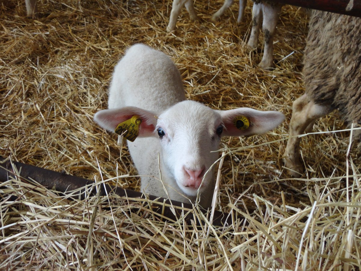 La problématique du #loup ne date pas d'hier ! Les éleveurs alertent depuis des années les autorités. Un appel à se protéger de la prédation justifie-t-il un tel  déferlement médiatique ? <a href="/J_Denormandie/">Julien Denormandie</a> <a href="/moreaujb23/">Jean-Baptiste Moreau</a> comprenez-vous enfin l'exaspération du monde agricole ?