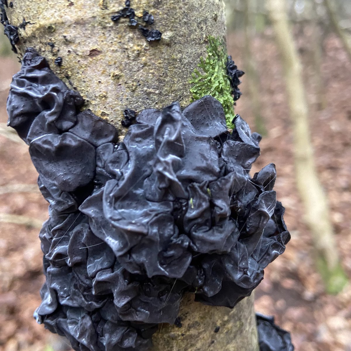 JackNatalie's tweet photo. @BBCSpringwatch winter fungi#winterwatch#kidsphotographery#covidisolation https://t.co/poTIGDXjWY