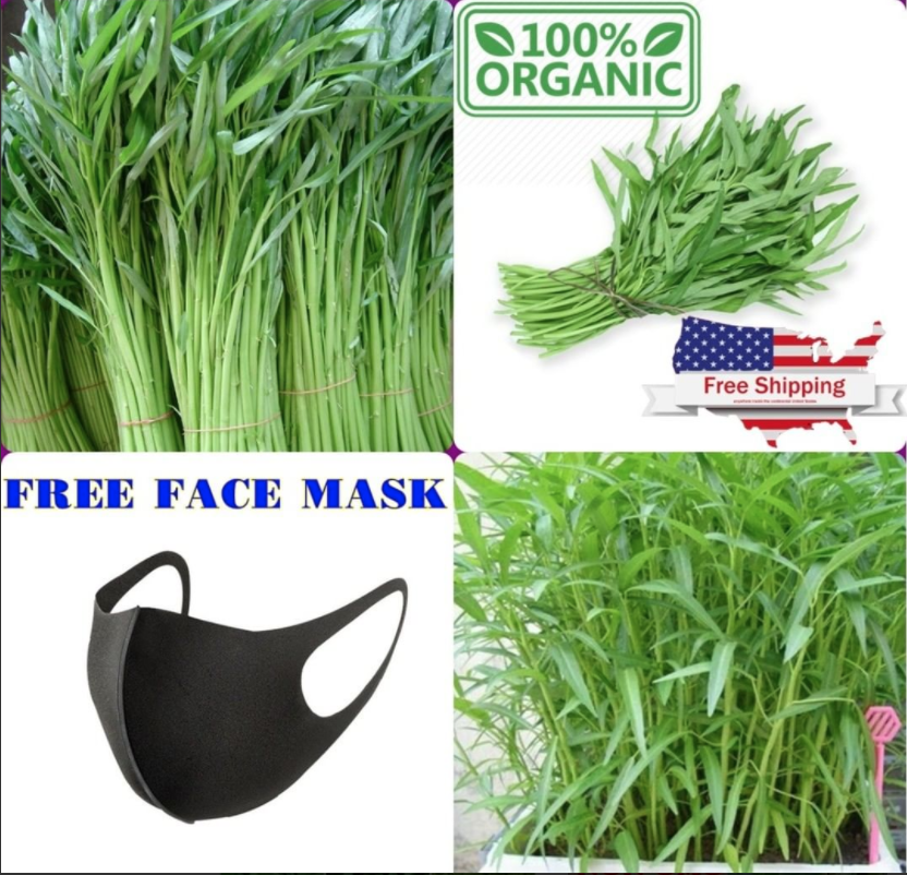 LemonteMclean's tweet photo. @NicoleScherzy If you’re happy just knowing about the amazing benefits of Water Spinach, you can always pop over to our store, order some Water spinach seeds now, start to sow them and get your body healthier!💪
👉 Buy at: https://t.co/1r1GxjMHb4
https://t.co/FfprOIULvB https://t.co/BSP4XtP2gB