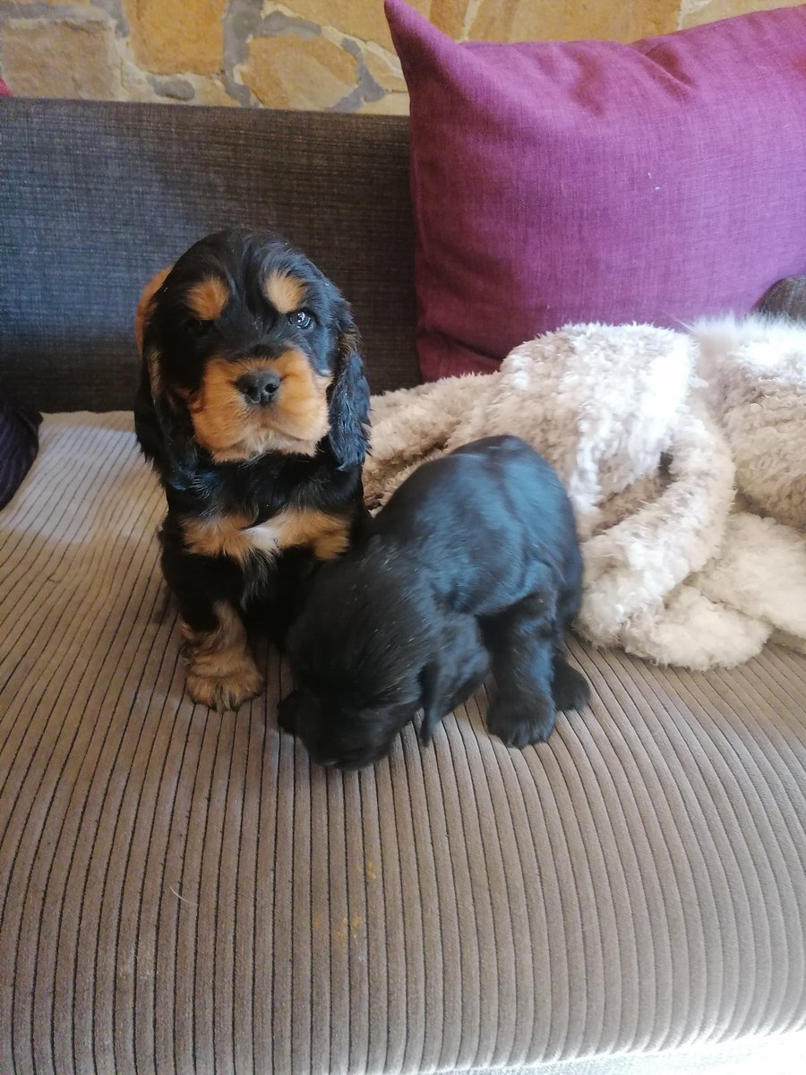 Assunta19130857's tweet photo. Cuccioli in adozione https://t.co/R5raju0Blu