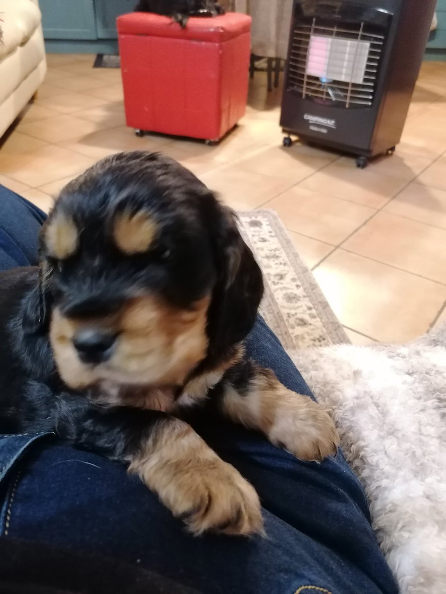 Assunta19130857's tweet photo. Cuccioli in adozione https://t.co/R5raju0Blu