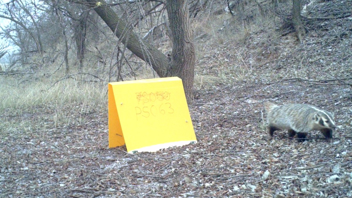 OKWildlifeDept's tweet photo. Listen, if you're going follow us you're going to LEARN SOMETHING and you're going to LIKE IT. Since 2018, researchers with @okstate have worked to determine the status and trend of Oklahoma’s bobcat population. These are some of the visitors at their scent stations: https://t.co/EzP6q35rZL