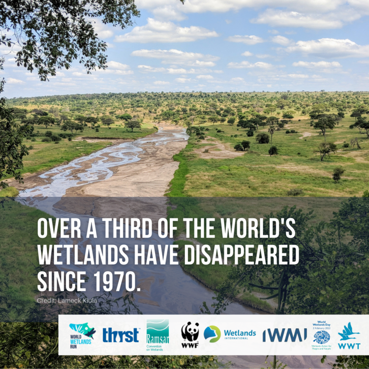 RamsarConv's tweet photo. Wetlands are our most valuable ecosystem, providing 
🐟Food + water
🌿Carbon capture
🌊Flood, drought + tsunami defence
🐝40% of 🌍 biodiversity.

But they are disappearing.

Join the #WorldWetlandsRun to save 🌍wetlands.

#WorldWetlandsDay
➡️https://t.co/wP2Q5Aa0N6 https://t.co/3X0DKaxCxy